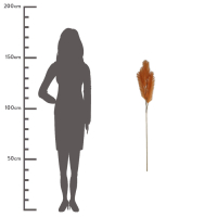 Siertak pluim Terracotta 110cm